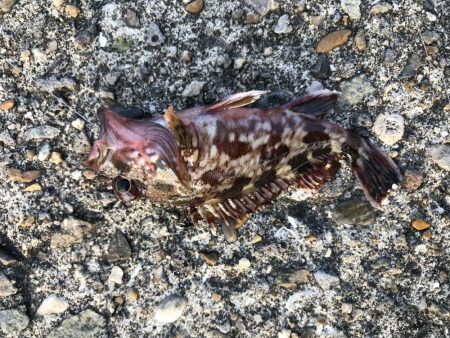 ガシラ入れ食い！