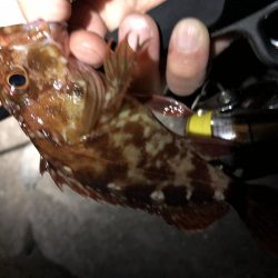 朝まずめ数釣りメバリング