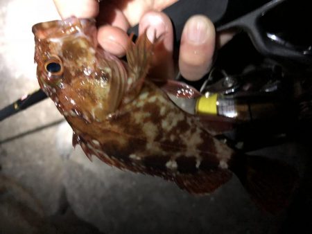 朝まずめ数釣りメバリング