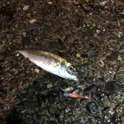 雨の中でナイトアジング