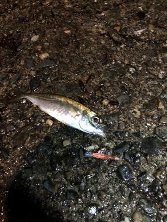 雨の中でナイトアジング