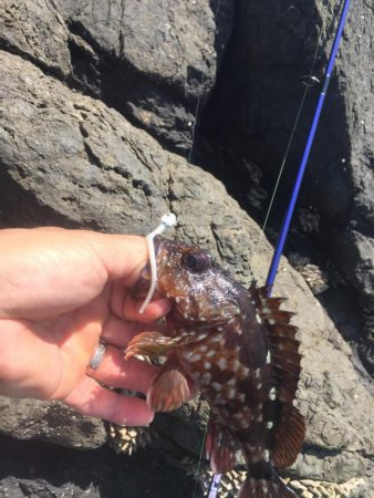 癒しのガシリング