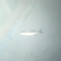 昭和ミリオンの橋でチーバス