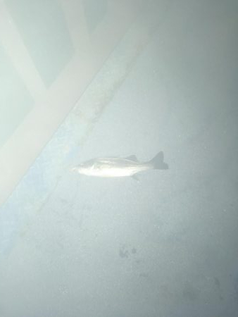 昭和ミリオンの橋でチーバス