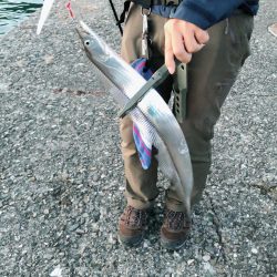 今年初タチウオ！