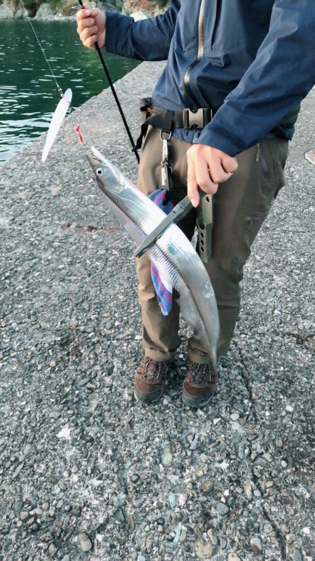 今年初タチウオ！