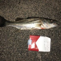 シーバスのウキ釣り