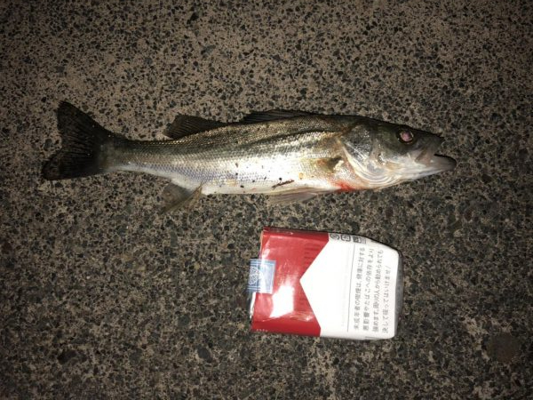 シーバスのウキ釣り