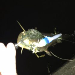 もはや日課のなまず