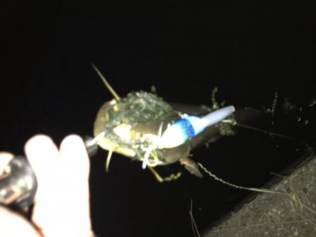 もはや日課のなまず