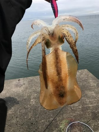 王様降臨！ 短時間エギング