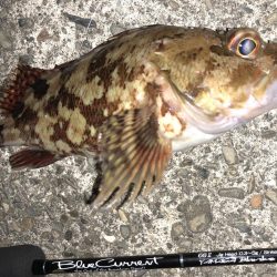 やっぱり強かった！！スペシャルグリーン！！