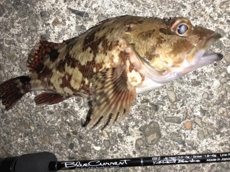 やっぱり強かった！！スペシャルグリーン！！