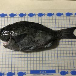 磯で初フカセ。