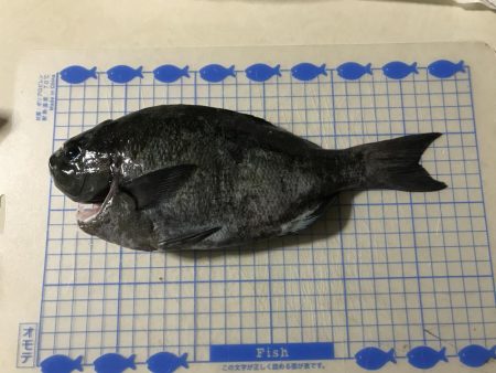 磯で初フカセ。