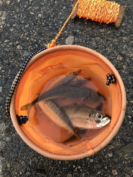 アジ釣り④今朝は一人ぼっち