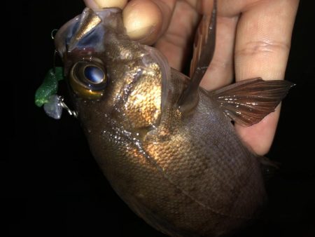 今日も癒しを求めて…