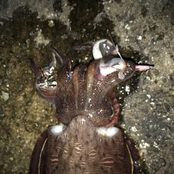 夕まずめエギング10戦8勝