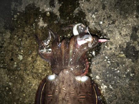 夕まずめエギング10戦8勝