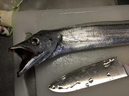 ショアジギング