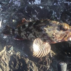 春イカ〜のガシリング