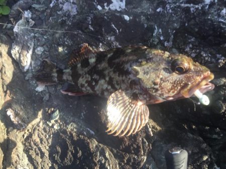 春イカ〜のガシリング