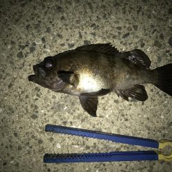 まさかのメバルが。