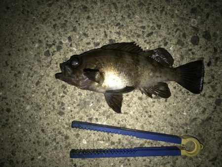 まさかのメバルが。