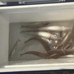 今期初 ボートでキス釣り