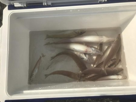 今期初 ボートでキス釣り