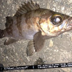 今宵もチビメバル!!