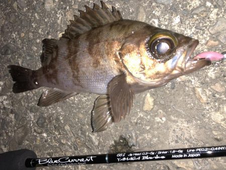 今宵もチビメバル!!