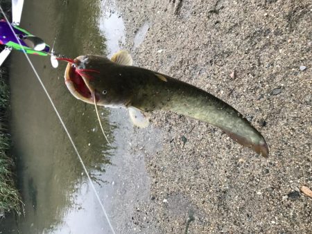 ナマズ釣行