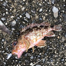 ファミリーフィッシング