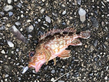 ファミリーフィッシング