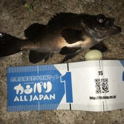 メバルフィーバー継続中！