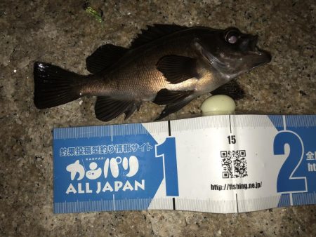 メバルフィーバー継続中！