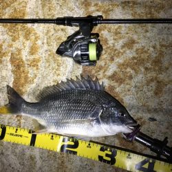 淀川チニング&持ち主探してます!