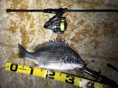 淀川チニング&持ち主探してます!