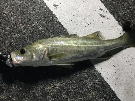 シーバスのウキ釣り VOL.2