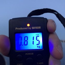 アオリイカ狙いで