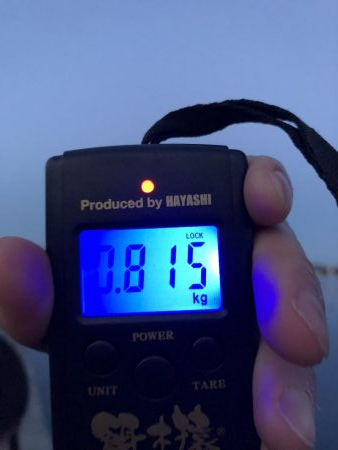 アオリイカ狙いで