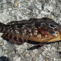 魚の活性が良い