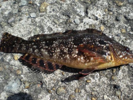 魚の活性が良い