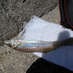 淡路島から明石港まで