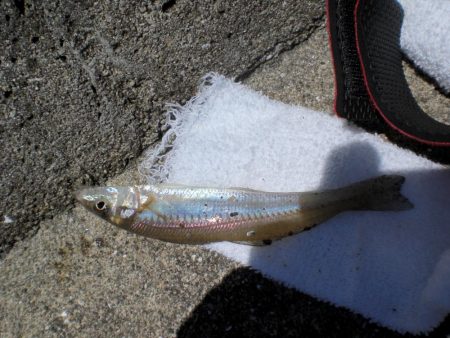 淡路島から明石港まで