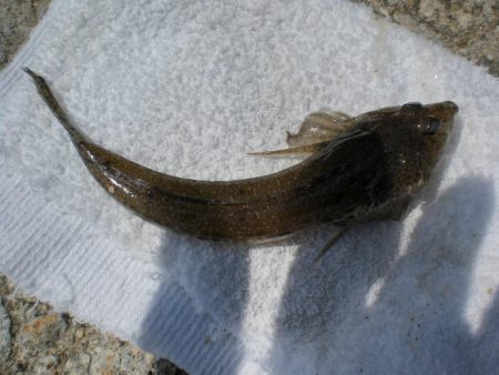 アイナメ大きい