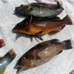 コブダイの幼魚