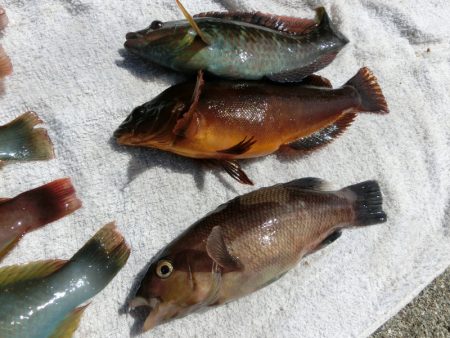 コブダイの幼魚