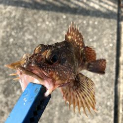 ガシラ入れ食い!